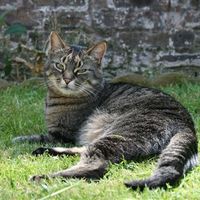 Re: o/t i think with all this pet talk, we need to flash our furry friends........