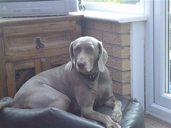 Re: Pics of Hitchers' Pets...