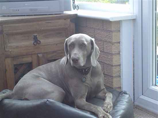 Re: Pics of Hitchers' Pets...