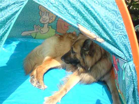 Re: Pics of Hitchers' Pets...