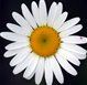 daisychain