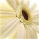 gerbera14