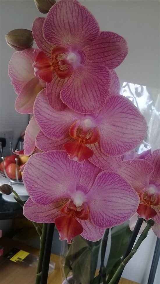 Re: Orchids