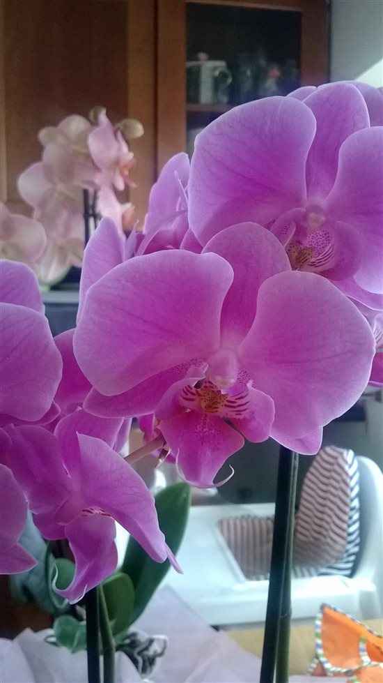 Re: Orchids