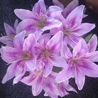 ARTIFCIAL FLOWERS FOR SALE, FOAM AND SILK, ROSES, SUNFLOWERS, GLADIOLUS,ORCHIDS AND MANY MORE