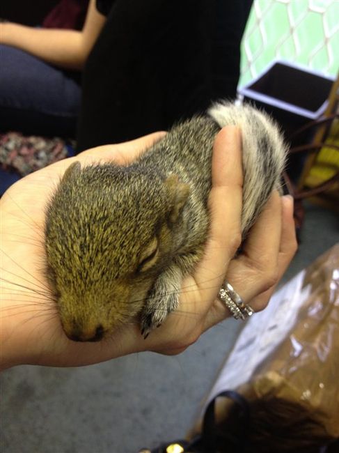 Baby Squirrel **FLASH**