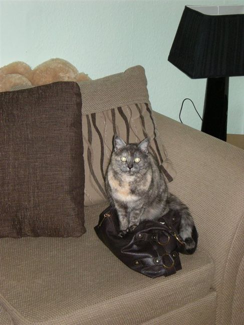 Re: O/T Flash your Pets!