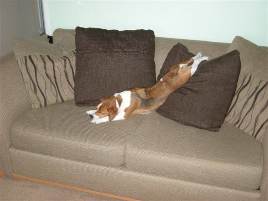 Re: O/T Flash your Pets!