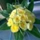 flowersbyleanne