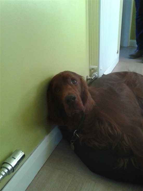 Re: My dog stinks