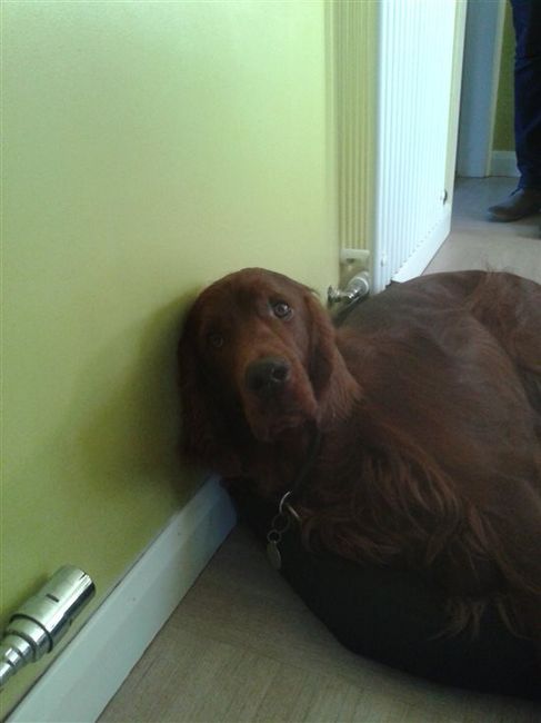 Re: My dog stinks