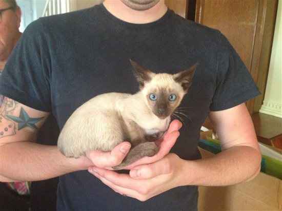 Re: Kitten pictures within...
