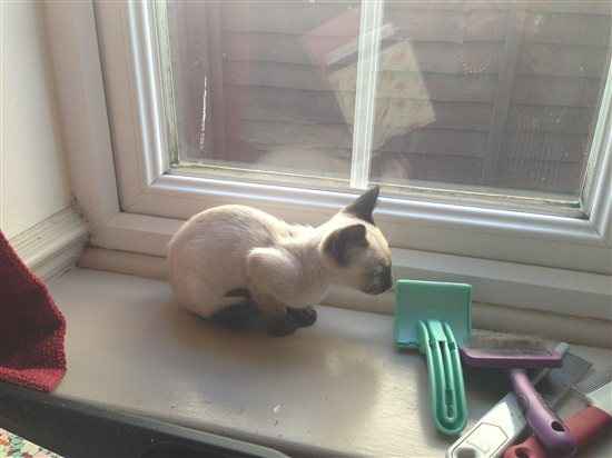 Re: Kitten pictures within...