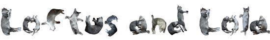 Re: Otters who have love for cats