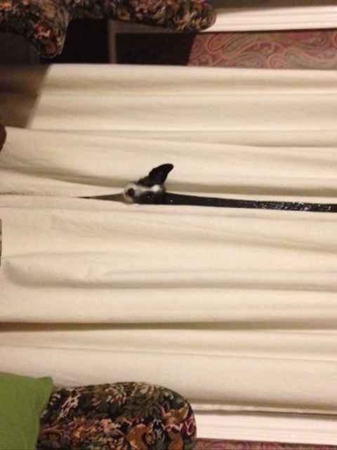 IGNORE the curtains... but