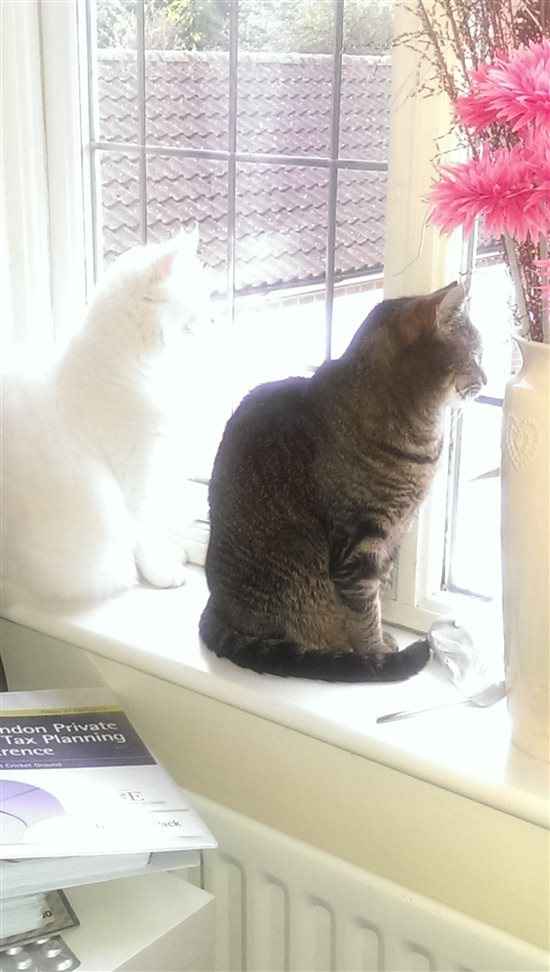 Re: cats hate each other - help!