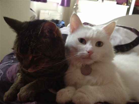 Re: Show me your pets