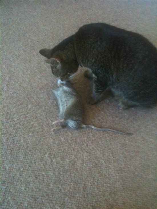 Re: My cat is a serial murderer