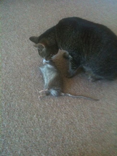 Re: My cat is a serial murderer