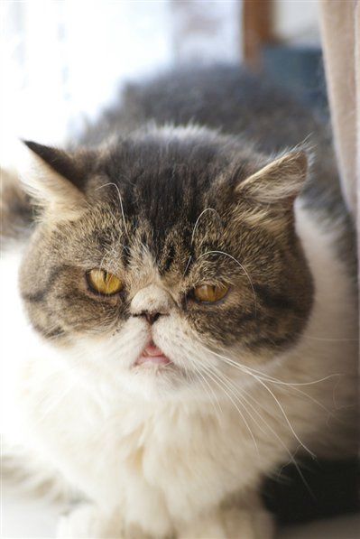 Re: Pets - Lets see what us Hitchers have as companions