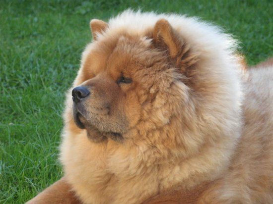 RERe: Show me your pets!