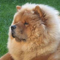 RERe: Show me your pets!