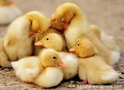 Re: I want duck!
