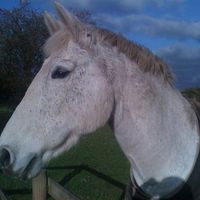 Re: Anybody ever ridden their own horse to the wedding?