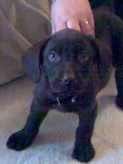 Re: Pets - Lets see what us Hitchers have as companions