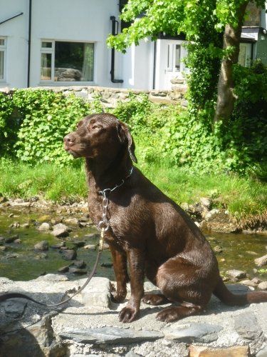 Re: Pets - Lets see what us Hitchers have as companions