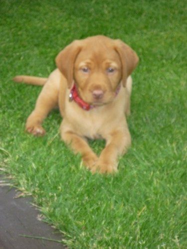 Re: Pets - Lets see what us Hitchers have as companions