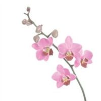 Flowers - pink orchids?? tie-in with my invites