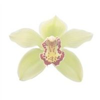 Flowers - pink orchids?? tie-in with my invites