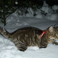 Re: O/T Flash your Pets!