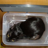 Re: O/T Flash your Pets!