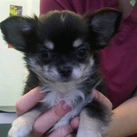 Re: O/T Flash your Pets!