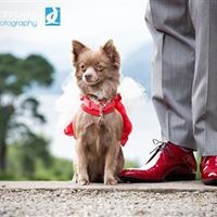 Re: Doggies at weddings :-D!