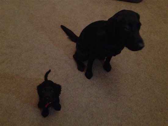 Re: Pavone, ATB and other puppy people...