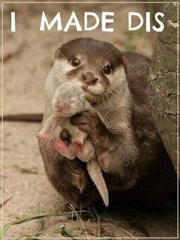 Otter baby love