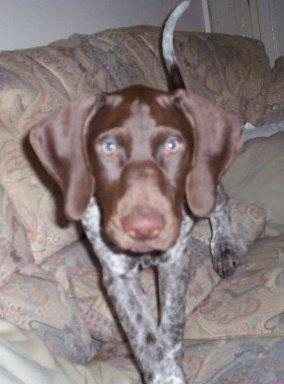 Re: Pavone, ATB and other puppy people...