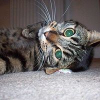 Re: Following on from the puppy thread