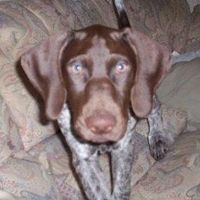 Re: Pavone, ATB and other puppy people...