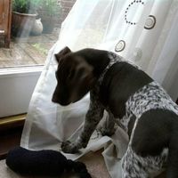 Re: Pavone, ATB and other puppy people...