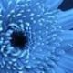 bluebella