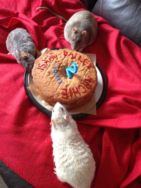 It's our rats 2nd birthday today...