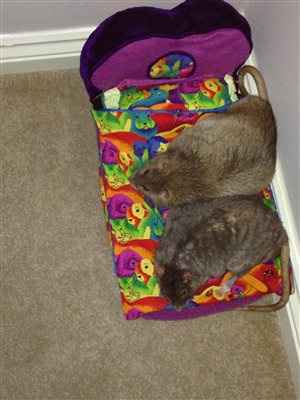 Re: Do you let your pets sleep on your bed?