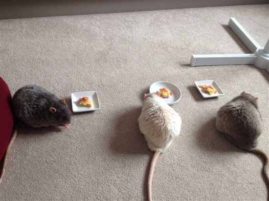 Re: It's our rats 2nd birthday today...