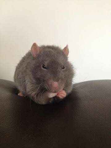 Re: September 2014 Brides :)