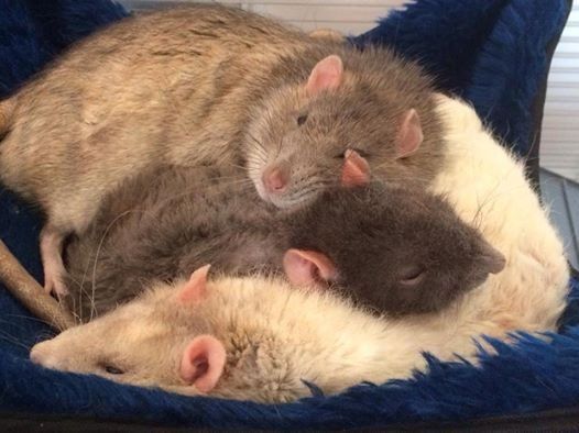 Re: Show me your pets