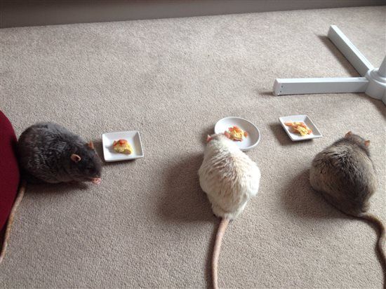Re: It's our rats 2nd birthday today...